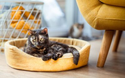 Enkel hverdag med hund eller katt: praktiske grep som holder tingene samlet uten stress
