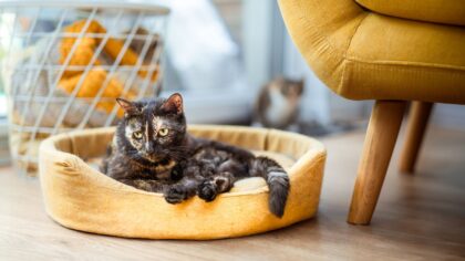 Enkel hverdag med hund eller katt: praktiske grep som holder tingene samlet uten stress