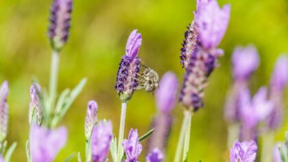 Lavendel i hagen: slik lykkes du med duft, farge og minimalt stell