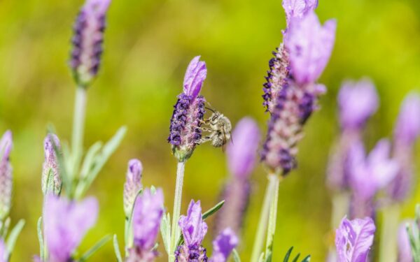 Lavendel i hagen: slik lykkes du med duft, farge og minimalt stell