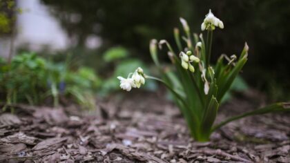Vårklare bed: slik forbereder du jord, planter og struktur for en frodig sesong
