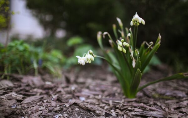 Vårklare bed: slik forbereder du jord, planter og struktur for en frodig sesong
