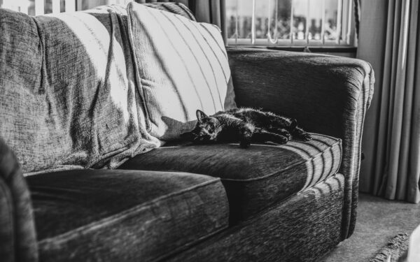 Enklere hverdag med katt eller hund: slik tilpasser du boligen uten store inngrep