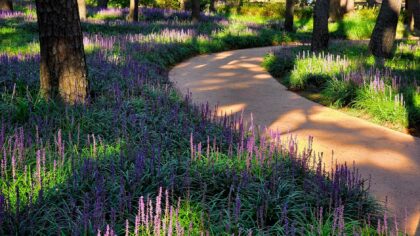 Lavendel i uteområdet: slik får du duft, farge og ro med lite stell
