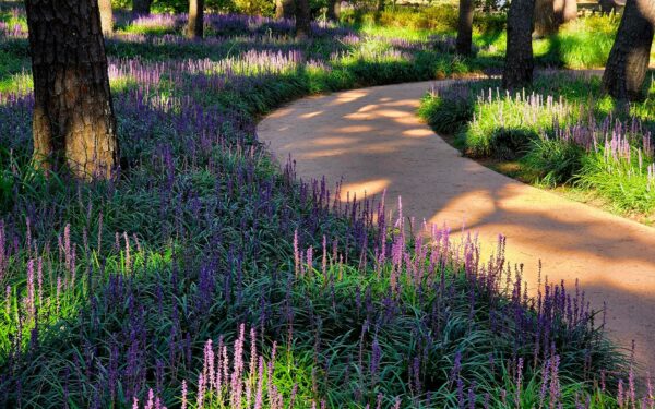 Lavendel i uteområdet: slik får du duft, farge og ro med lite stell