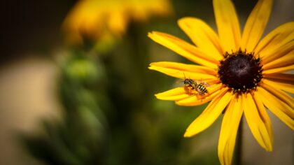 Pollinatorvennlig uteområde: slik skaper du et summende paradis rundt huset