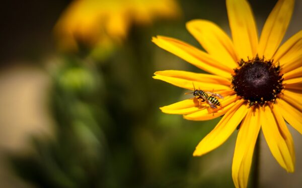 Pollinatorvennlig uteområde: slik skaper du et summende paradis rundt huset