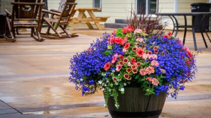 Skyggefull uteplass med blomster: planter og løsninger som faktisk fungerer