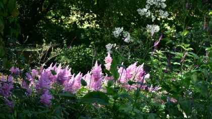 Skyggetålende løkblomster som lyser opp mørke hjørner ute