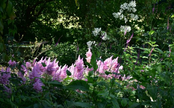 Skyggetålende løkblomster som lyser opp mørke hjørner ute