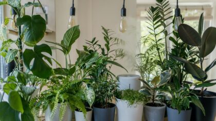 Derfor trenger inneplanter mer enn bare vann