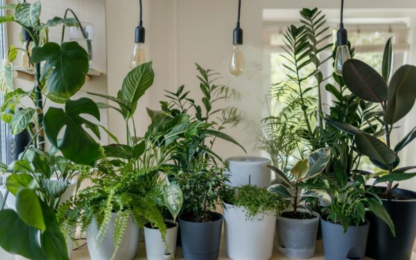 Derfor trenger inneplanter mer enn bare vann